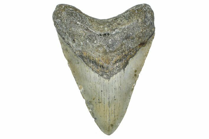 Fossil Megalodon Tooth - North Carolina #365001